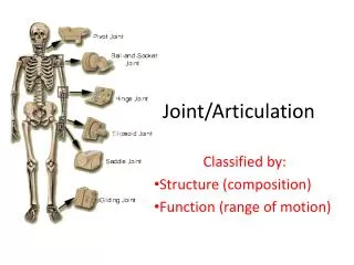 Joint/Articulation