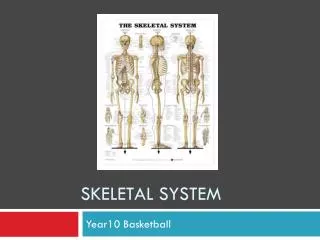 skeletal system