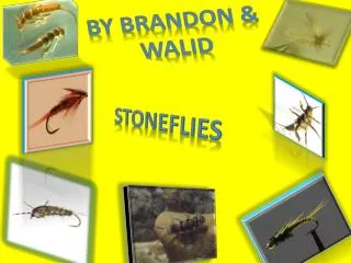 Stoneflies