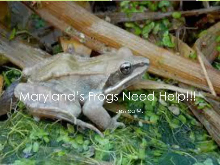maryland s frogs need help