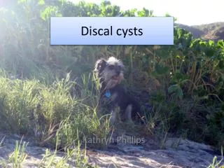 Discal cysts