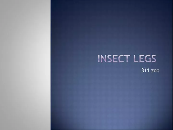 insect legs