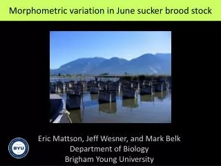 Morphometric variation in June sucker brood stock