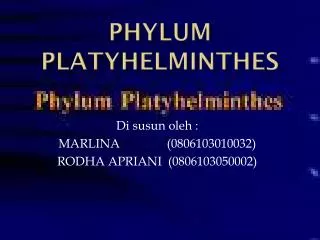 phylum platyhelminthes