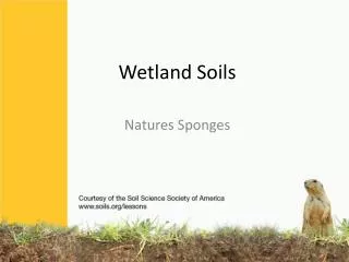 Wetland Soils