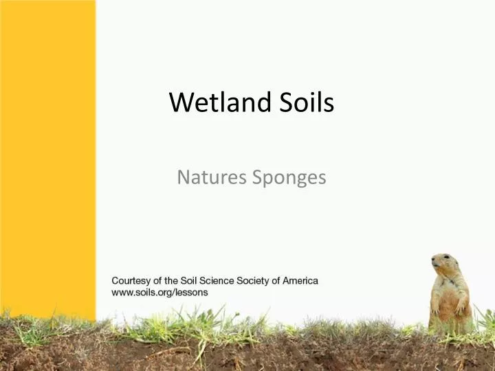 wetland soils