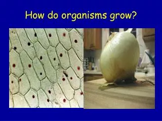 How do organisms grow?