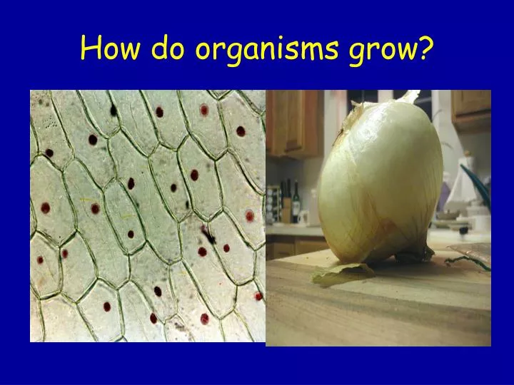 how do organisms grow