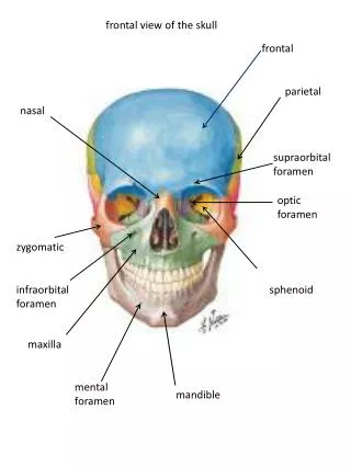 nasal