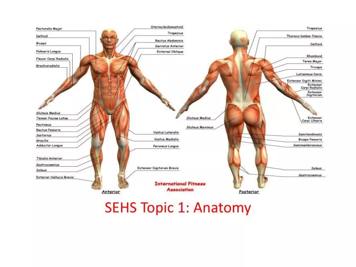 sehs topic 1 anatomy