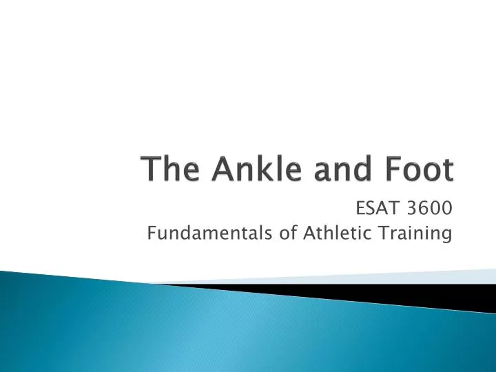 the ankle and foot
