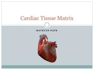 Cardiac Tissue Matrix