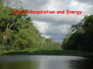 Cellular Respiration and Energy