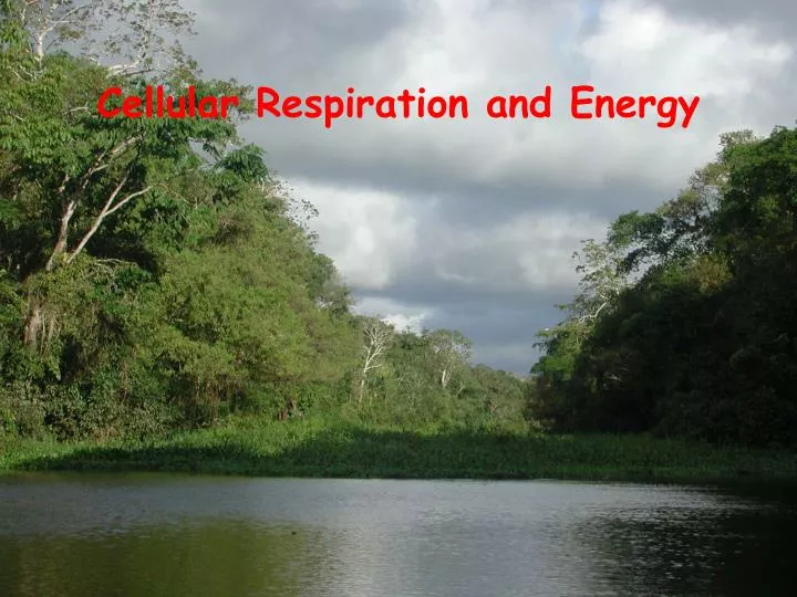 cellular respiration and energy