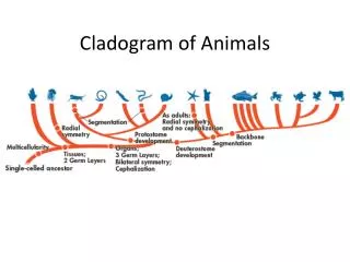 Cladogram of Animals
