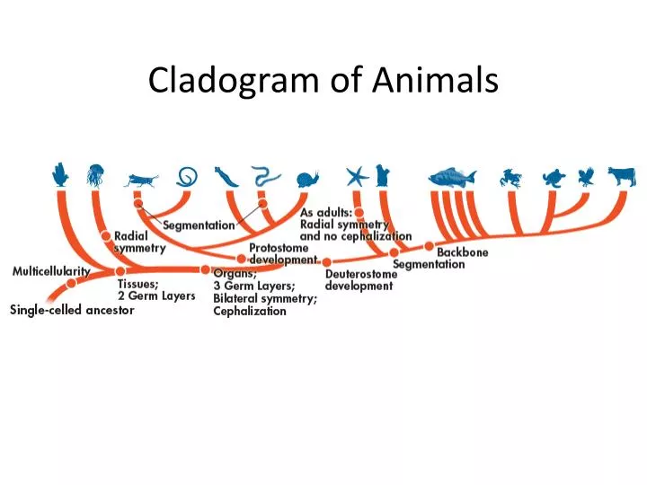 cladogram of animals