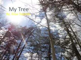 My Tree