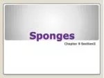 Sponges - slide 1
