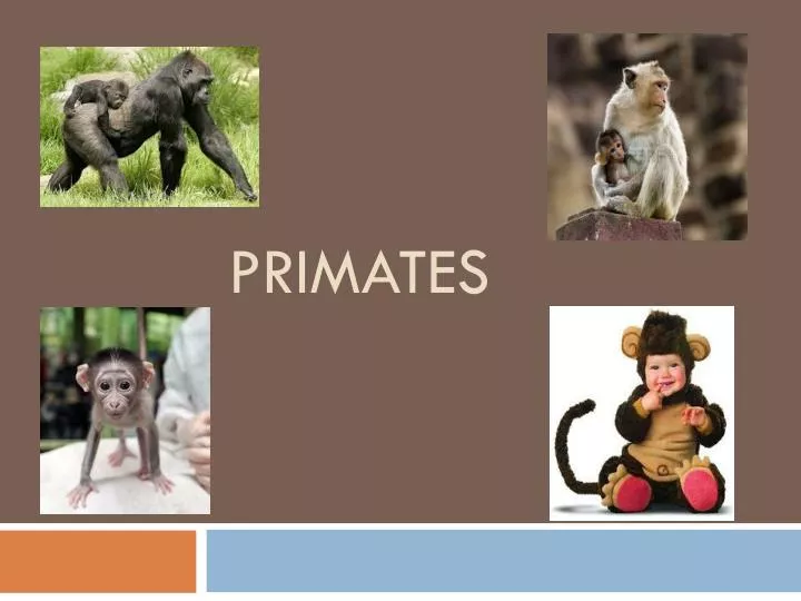 primates