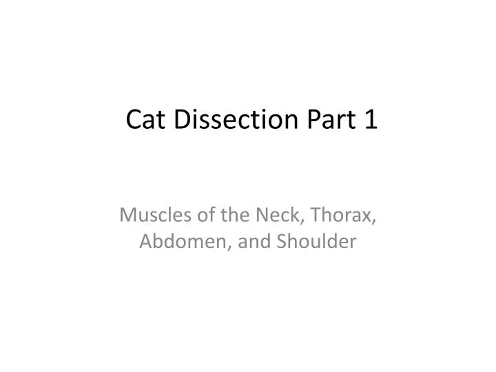 cat dissection part 1