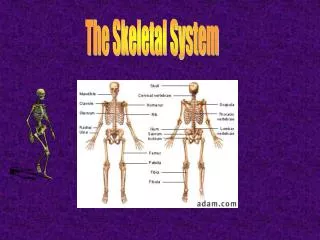 The Skeletal System