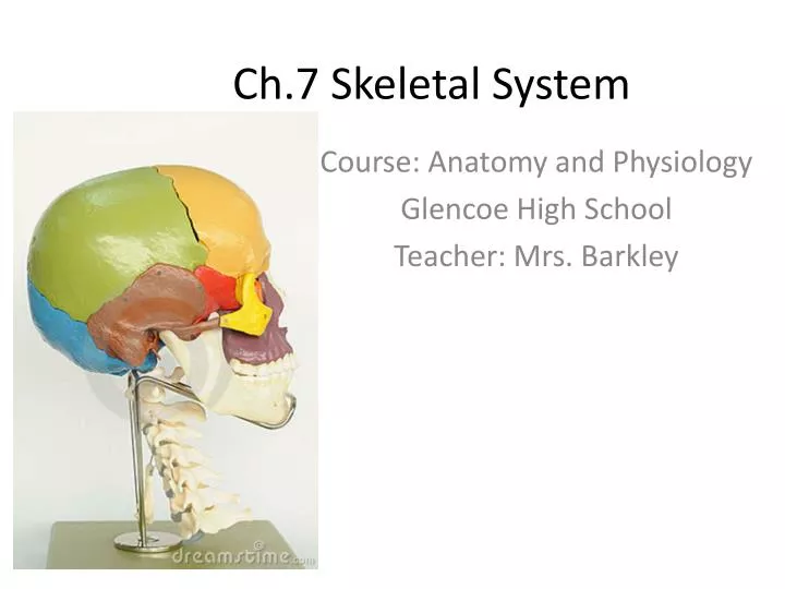 ch 7 skeletal system