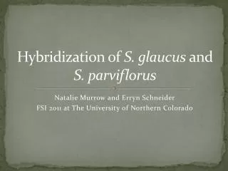 Hybridization of S. glaucus and S. parviflorus