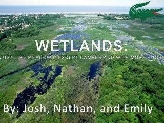 WETLANDS: JUST LIKE MEADOWS (EXCEPT DAMPER AND WITH MORE BUGS)