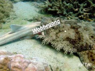 Wobbegong
