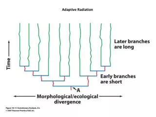 Adaptive Radiation