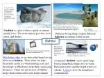 Habitat - slide 1