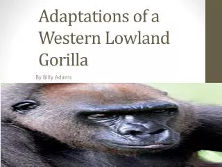 Adaptations of a Western Lowland Gorilla