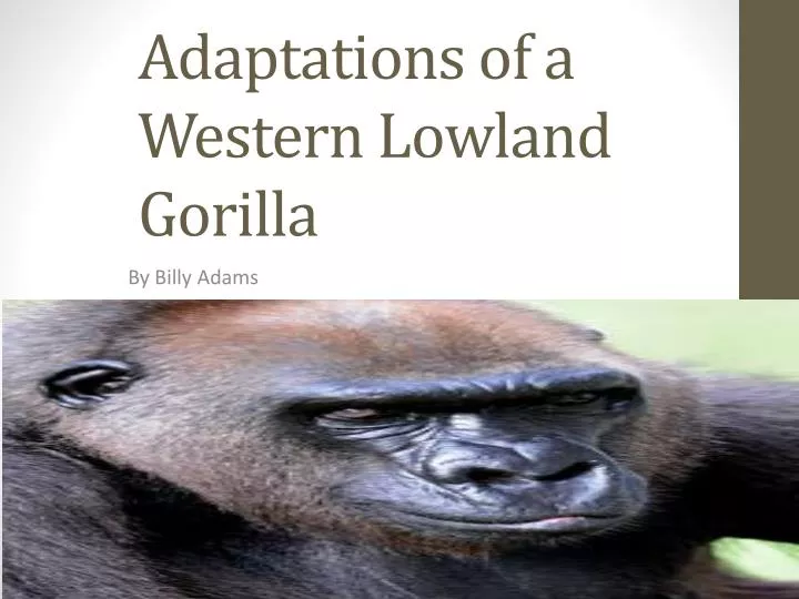 adaptations of a western lowland gorilla