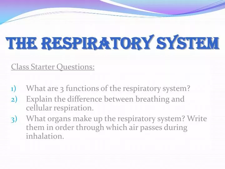 the respiratory system