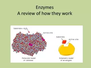 Enzymes A review of how they work