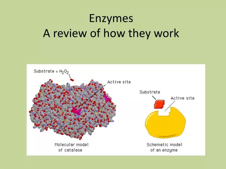enzymes a review of how they work