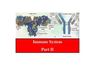 Immune System Part II