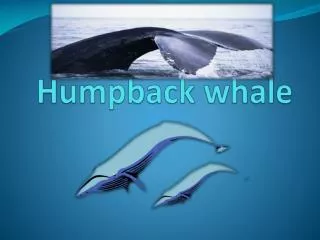 humpback whale