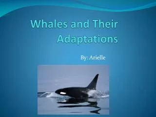 Whales and Their Adaptations