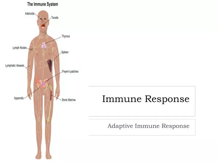 immune response