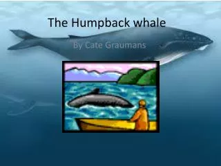 The Humpback whale
