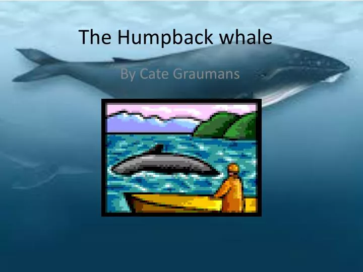 the humpback whale