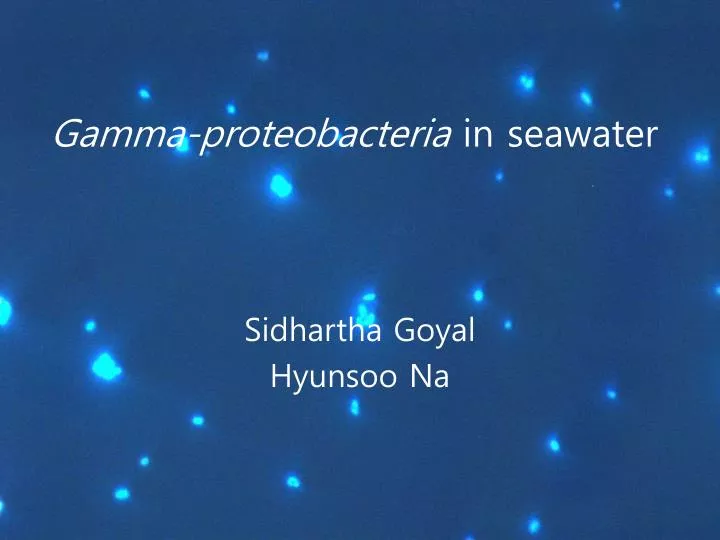 gamma proteobacteria in seawater