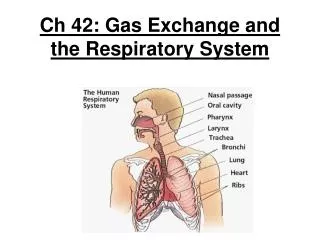 Ch 42: Gas Exchange and the Respiratory System