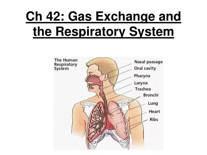 ch 42 gas exchange and the respiratory system