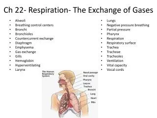 Ch 22- Respiration- The Exchange of Gases
