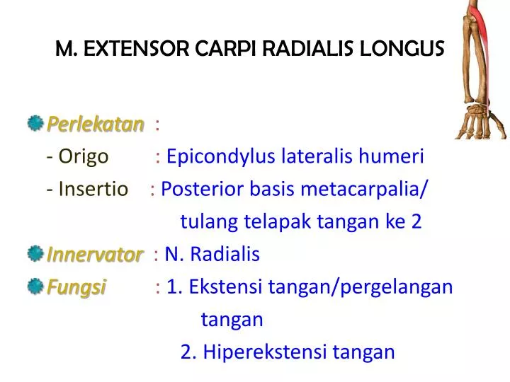 m extensor carpi radialis longus