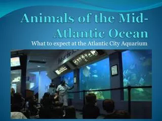 Animals of the Mid-Atlantic Ocean