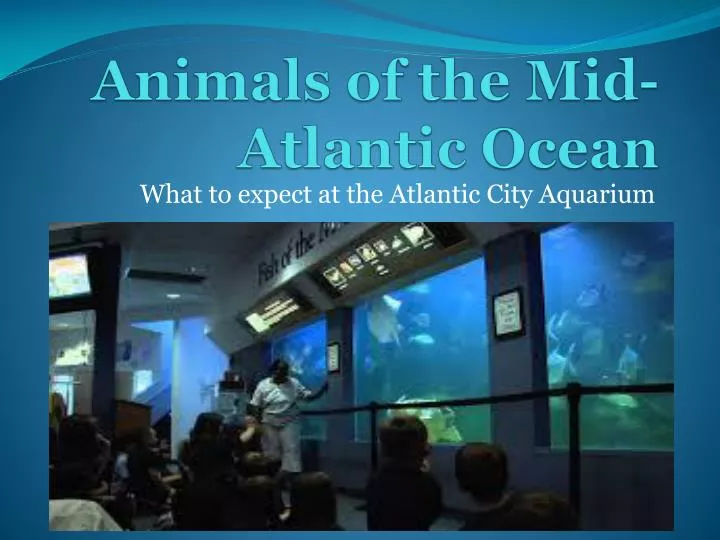 animals of the mid atlantic ocean