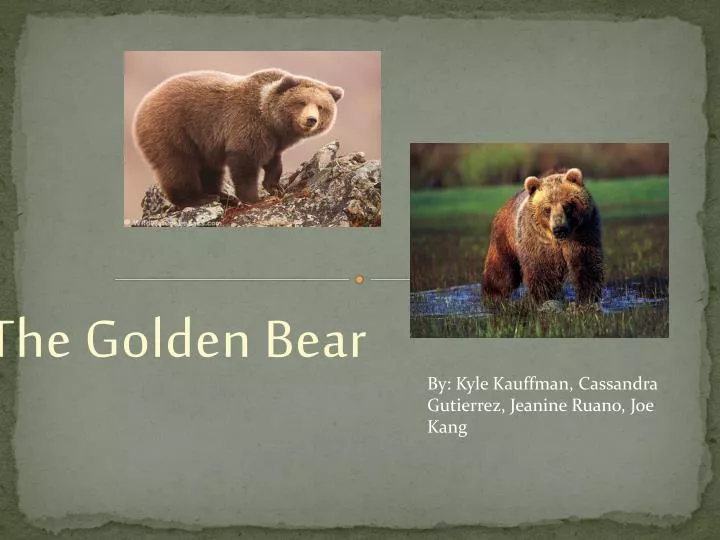 the golden bear